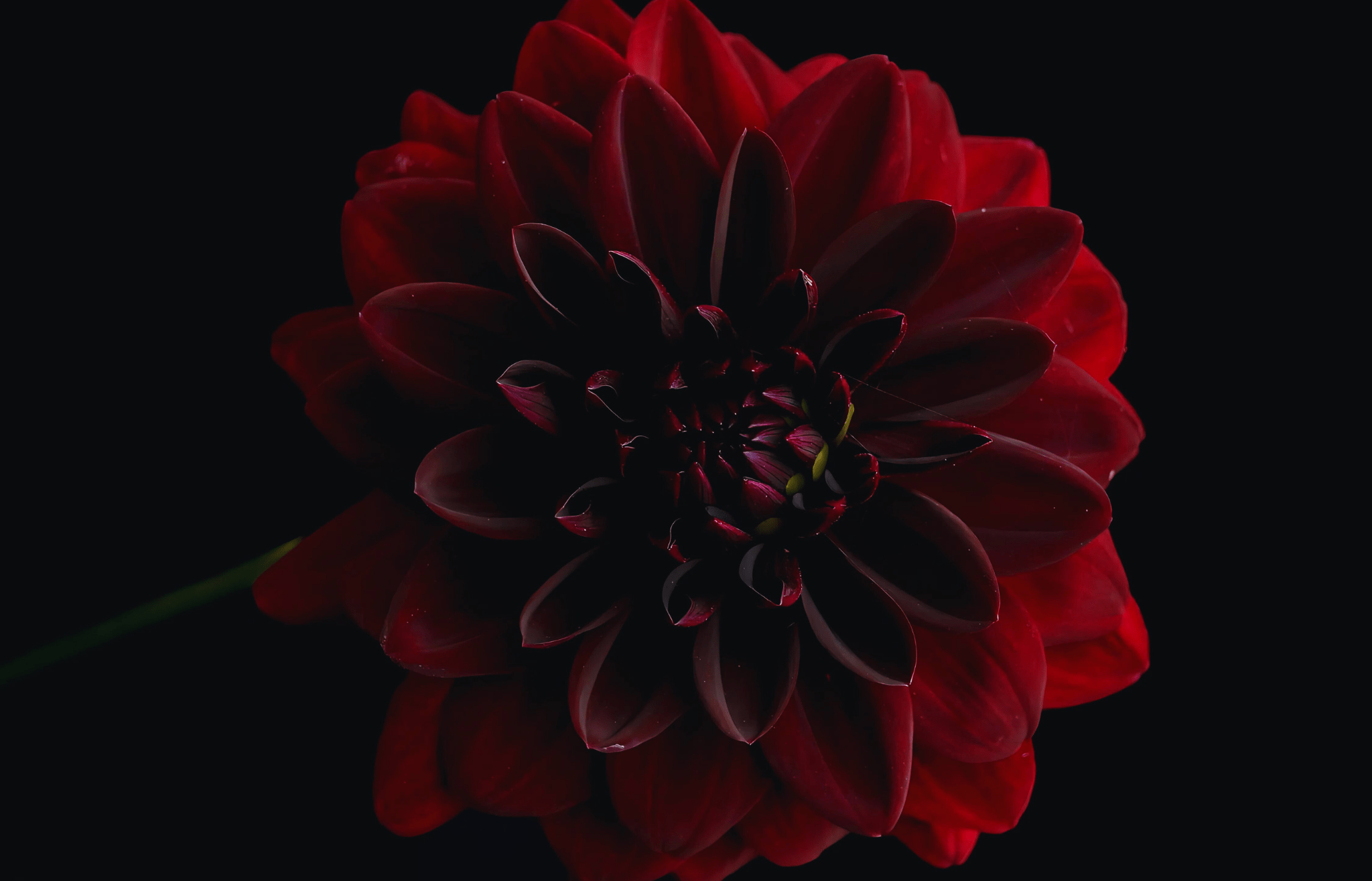 The Black Dahlia Flower: Symbolism, Beauty, and Mystery