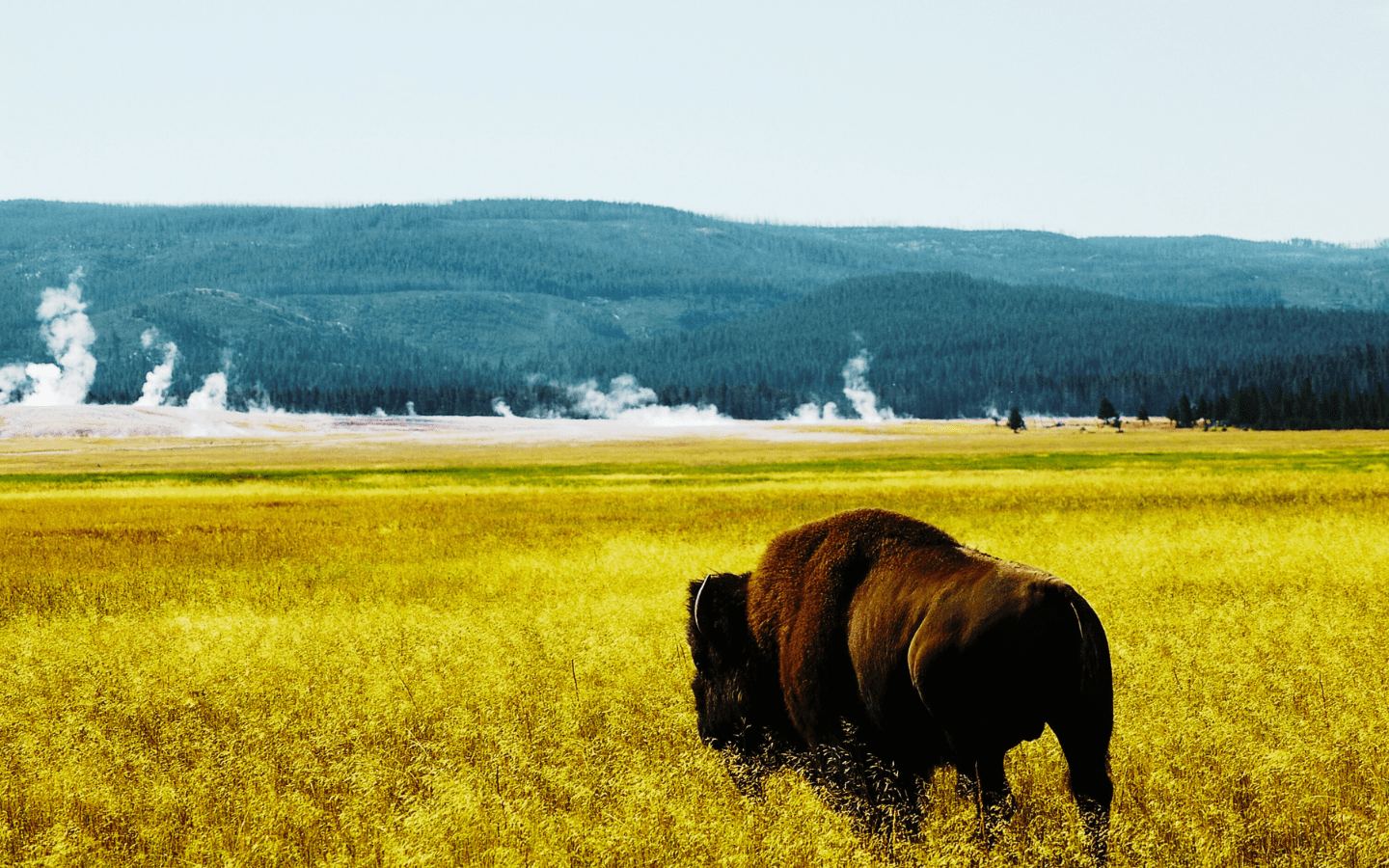 white buffalo calf yellowstone