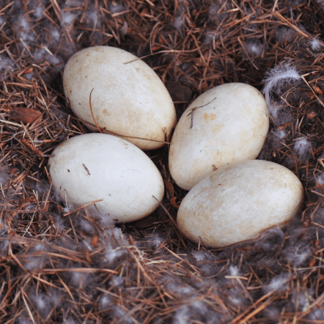 Goose Eggs: The Unappreciated Delicacy Staging a Comeback