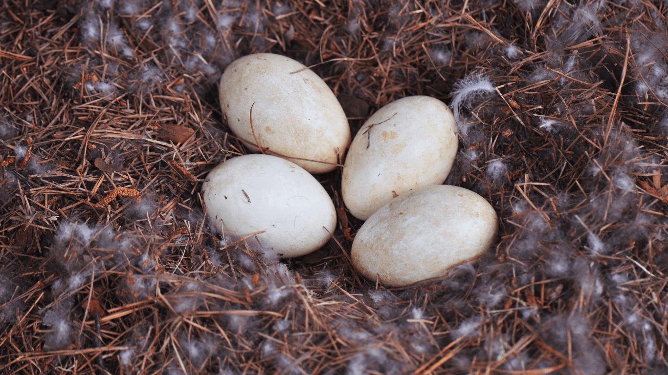 Goose Eggs: The Unappreciated Delicacy Staging a Comeback